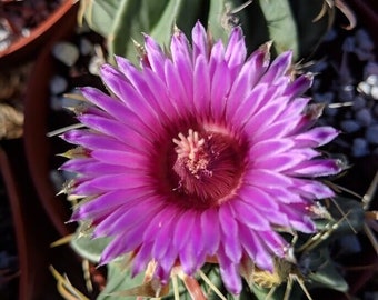 Ferocactus latispinus Cactus (3) Plants 3.25" Pot Size! Great Deal! PURPLE FLOWERS