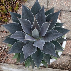 Lavender Lady Mangave STARTER Plant Agave/Manfreda Hybrid Great COLORS 5&quot;-7&quot; Wide Nice Larger Plants!