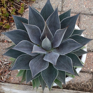 Lavender Lady Mangave STARTER Plant Agave/Manfreda Hybrid Great COLORS 4" to 5" Wide