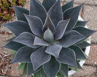Lavender Lady Mangave STARTER Plant Agave/Manfreda Hybrid Great COLORS 5&quot;-7&quot; Wide Nice Larger Plants!