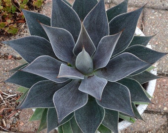 Lavender Lady Mangave STARTER Plant Agave/Manfreda Hybrid Great COLORS 4" to 5" Wide