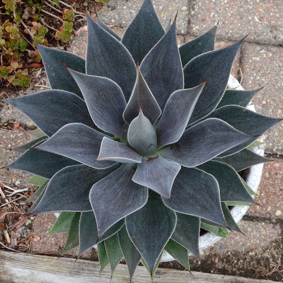 Lavender Lady Mangave STARTER Plant Agave/manfreda Hybrid Great COLORS  5"-7" Wide Nice Larger Plants! - Etsy