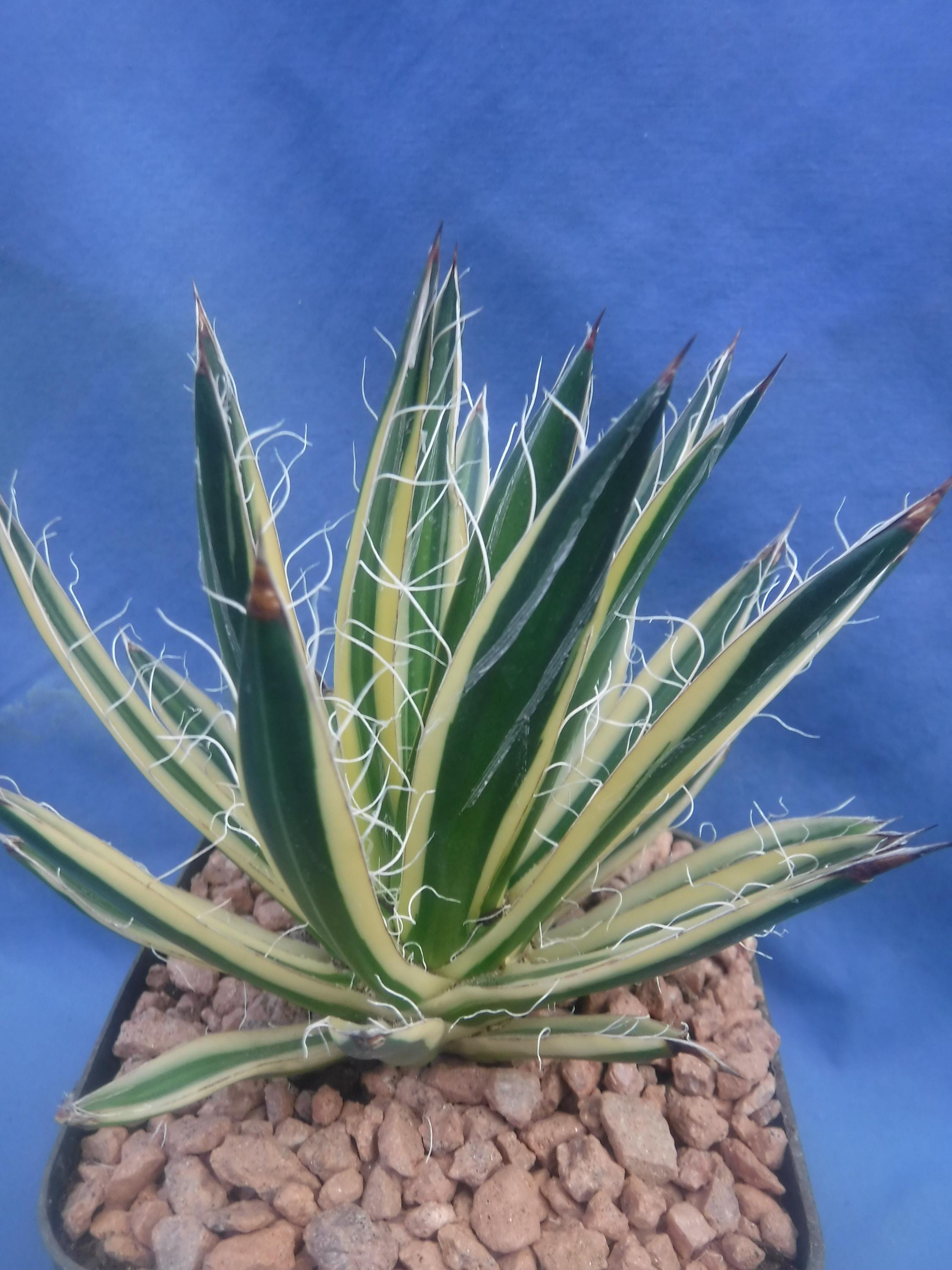 フラワー・ガーデニング Agave schidigera ' Flush' 17 Agave Schidigera 