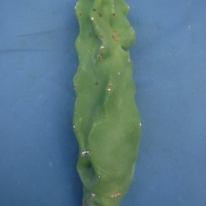 Totem Pole Cactus Lophocereus schottii var. &#39;Mickleyanus&#39; Unrooted Cuttings #2 LANDSCAPE GRADE!  Choose Size! You Will Receive ONE Cutting!