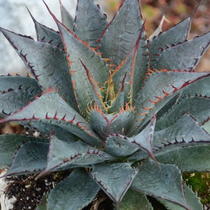 Tooth Fairy Mangave STARTER Plant Agave/Manfreda Hybrid Great COLORS Succulent