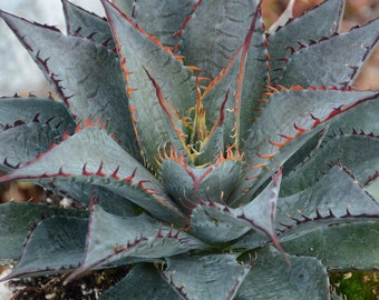 Tooth Fairy Mangave STARTER Plant Agave/Manfreda Hybrid Great COLORS Succulent