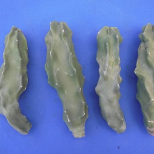 Totem Pole Cactus aka Lophocereus schottii var. &#39;Mickleyanus&#39; Unrooted Cuttings Choose Size! You Will Receive ONE Cutting!