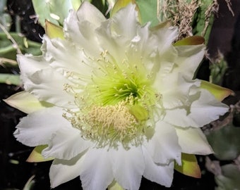 Monstrose Cereus Peruvianus Cactus 69 cm de haut, plante entièrement enracinée ! Belle et bleue ! Immense fleur blanche ! Idéale pour l'aménagement paysager ! Pomme Cactus E4EE