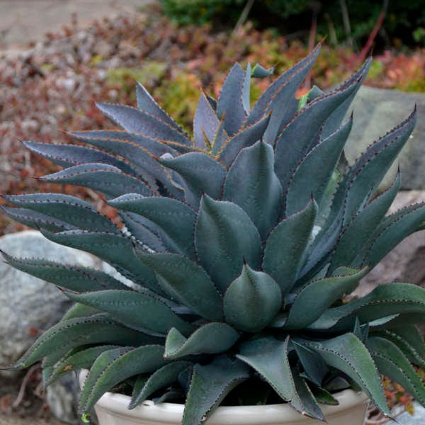 パープル ピープル イーター マンガベ スターター プラント アガベ