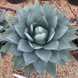 Puede incluir: Vista superior de una gran planta suculenta simétrica. La planta presenta numerosas hojas gruesas y puntiagudas en tonos verde azulado, con puntas oscuras y sutiles vetas blancas. La forma general es de estrella, con las hojas irradiando hacia afuera.