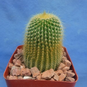 Notocactus leninghausii Cactus YELLOW Flower Great Starter Plant! 3&quot; Pot Size