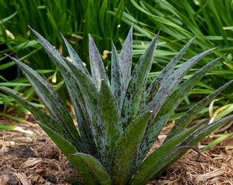 Pineapple Express Mangave NICE STARTER Plant Agave & Manfreda Hybrid PURPLE! 3" to 5" Wide