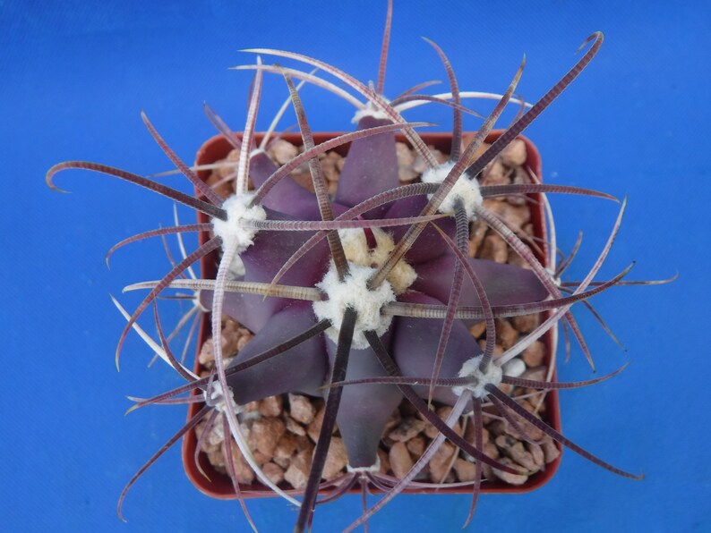 Ferocactus emoryi Cactus Plant - Thumbnail 5