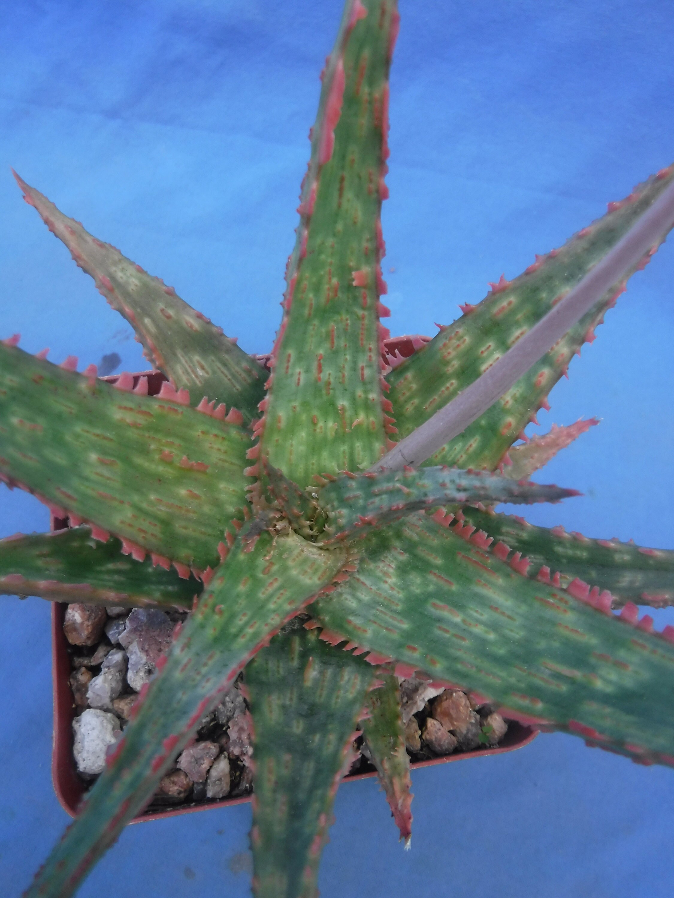 duschgel aloe vera Duschgel main image 1