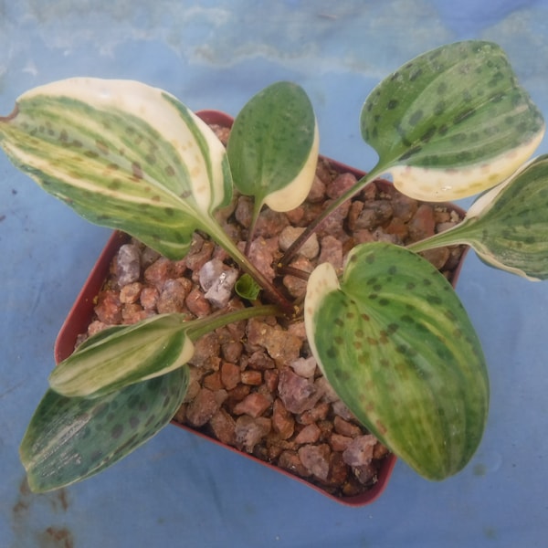 Ledebouria petiolata/Drimiopsis maculata Bulb VARIEGATED Succulent Plant Super Rare!