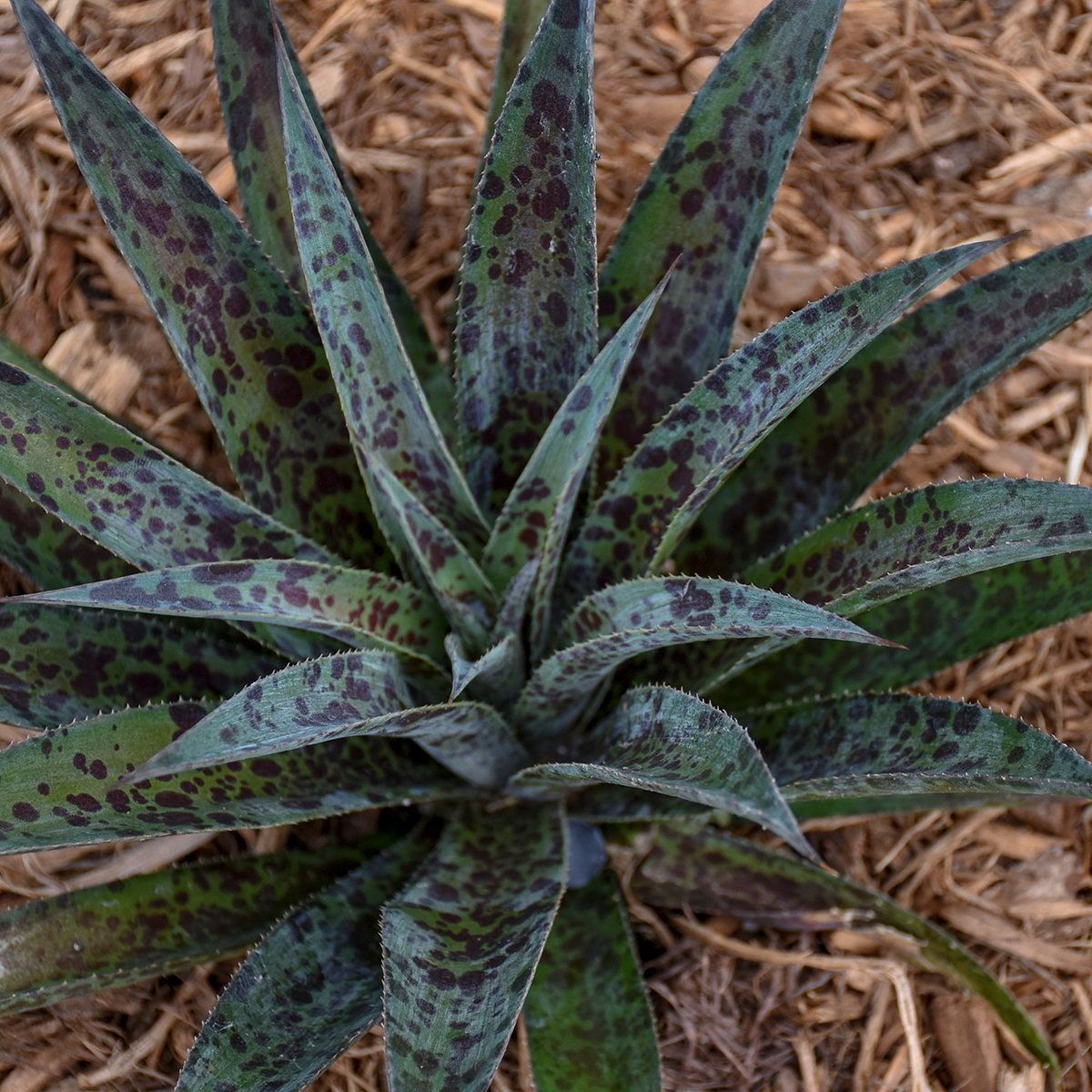 Pineapple Express Mangave NICE STARTER Plant Agave & Manfreda Hybrid ...