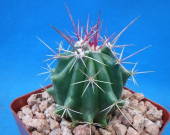 RED Barrel Cactus Ferocactus pringlei/stainseii/pilosus One Plant in 3.25" Pot