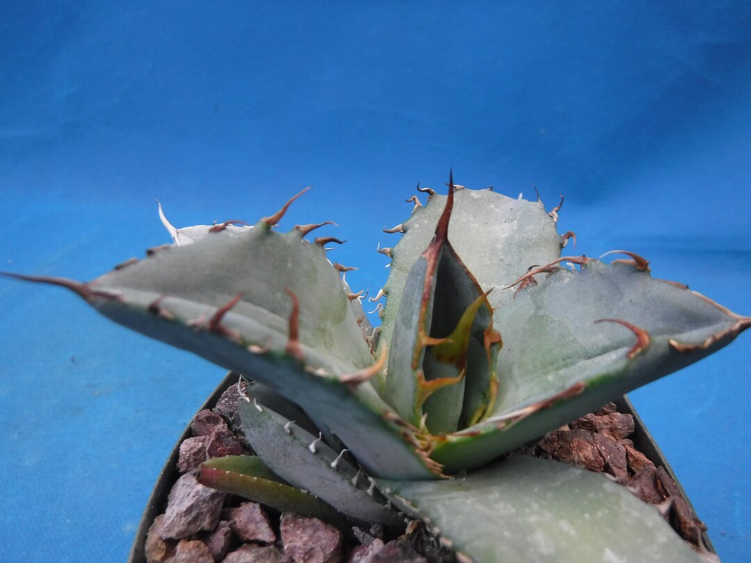 Agave Titanota "white Ice" Nice Starter Plants 3" to 4" Wide Great HOOKED  SPINES! Very Nice! - Etsy