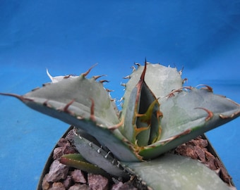 Agave titanota "White Ice" Nice Starter Plants 3" to 4" Wide Great HOOKED SPINES! Very Nice!