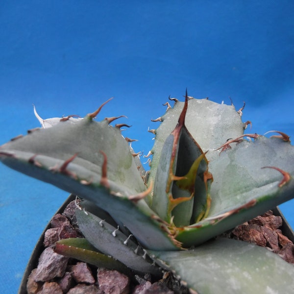 Agave titanota "White Ice" Nice Starter Plants 3" to 4" Wide Great HOOKED SPINES! Very Nice!