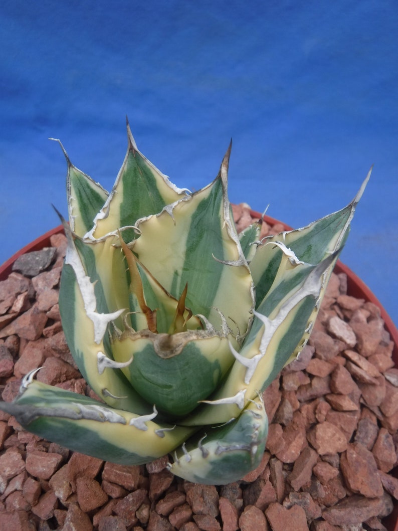 Agave Titanota snaggle Tooth VARIEGATED Super Etsy