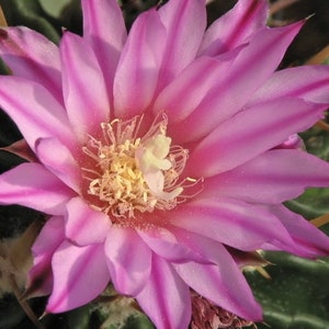 Stenocactus guerraianus Cactus (2) TWO Plants 3" Pot Size White/Pink Flower RARE