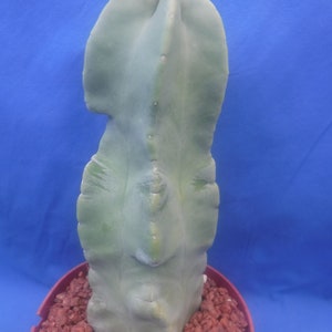 Totem Pole Monstrosus Cactus WElRD No SPINES 610 Tall 2/Landscaping DISCOUNT BLOWOUT Look at Pictures Please Read Listing image 6