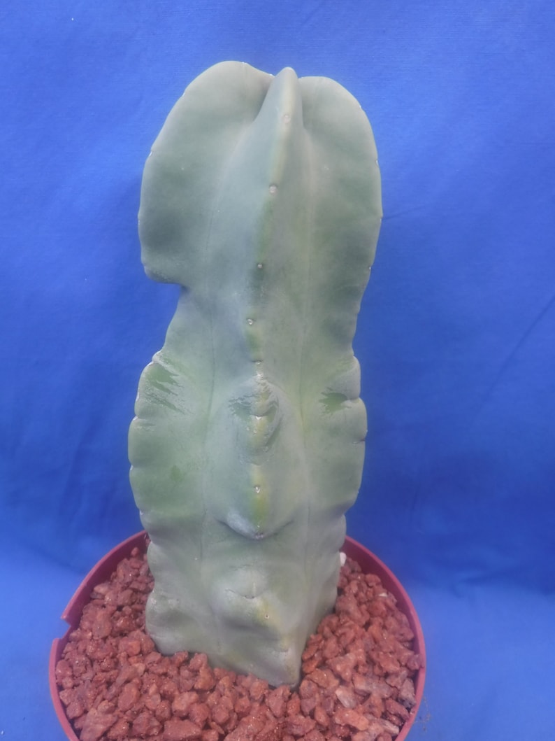 Totem Pole Monstrosus Cactus WElRD No SPINES 610 Tall 2/Landscaping DISCOUNT BLOWOUT Look at Pictures Please Read Listing image 6