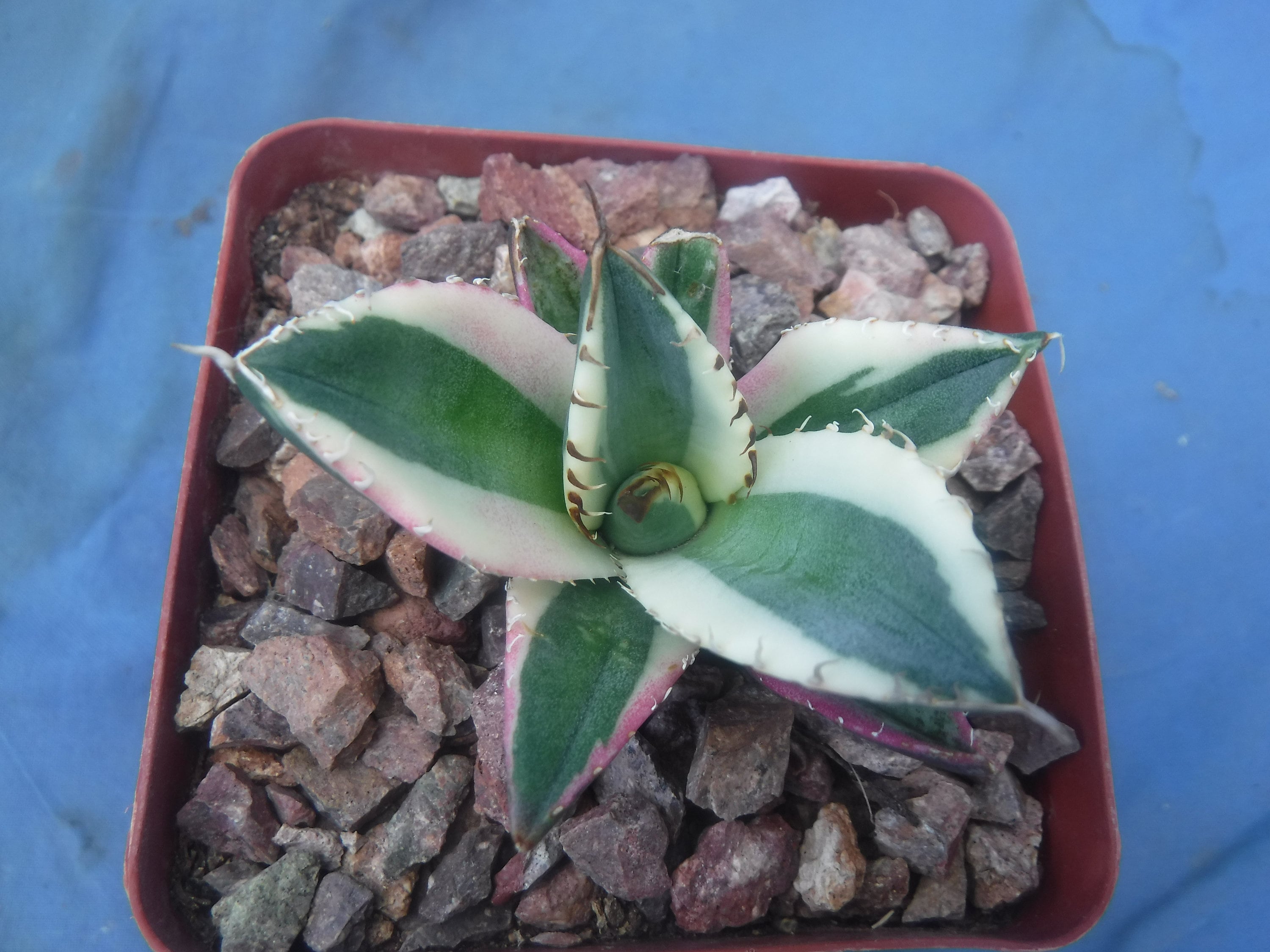 Agave Titanota 