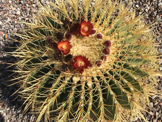 Echinocactus Grusonii HYBRID W/fero Gracilis Golden Barrel Cactus RED  FLOWERS 5.5" Wide H6 - Etsy
