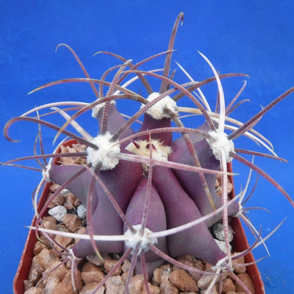 One NICE Ferocactus emoryi Cactus Plant 3.25" Pot Size Purple in Winter! Super Spines 3" to 4" Wide