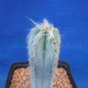 Pilosocereus pachycladus Super Blue Very Hairy Columnar 610 Tall Very BLUE image 9