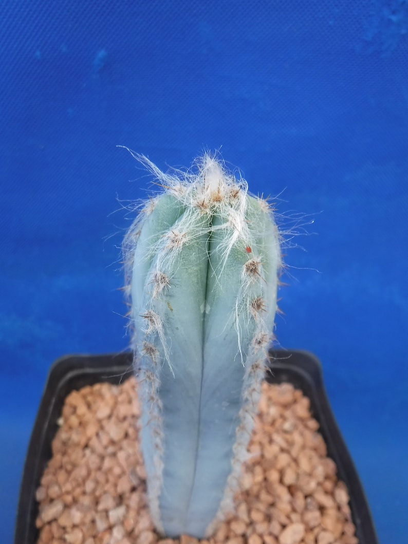 Pilosocereus pachycladus Super Blue Very Hairy Columnar 610 Tall Very BLUE image 9