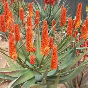 Aloe &#39;Tangerine&#39; HYBRID arborescens x ferox INTENSE BLOOMS STARTeR Plants 8&quot;-10 Tall! Nice!