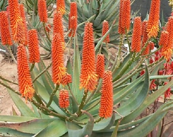 Aloe 'Tangerine' HYBRID arborescens x ferox INTENSE BLOOMS STARTeR Plants 8"-10 Tall! Nice!