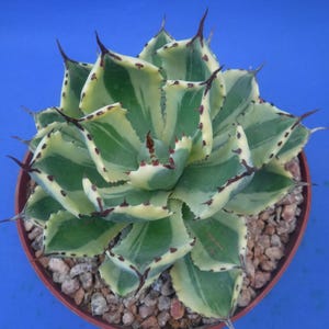 May include: A variegated agave plant in a brown pot, set against a blue background. The succulent features green and cream-colored leaves with dark brown spines along the edges. The pot is filled with small, light-colored pebbles.