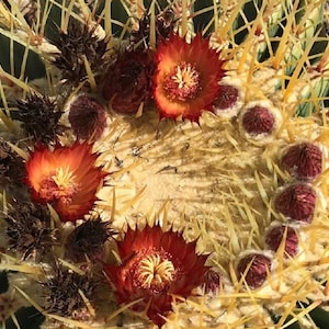 Echinocactus grusonii HYBRID W/Ferocactus gracilis Golden Barrel Cactus RED FLOWERS Starter Plants!