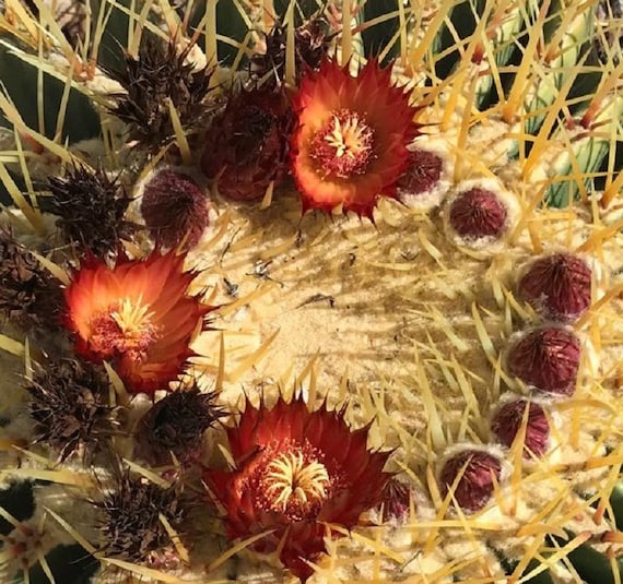 Echinocactus Grusonii HYBRID W/ferocactus Gracilis Golden Barrel Cactus RED  FLOWERS - Etsy