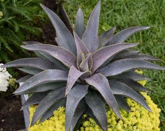 マンガベ パープルピープルイーター 超稀少】ブラッドスポット