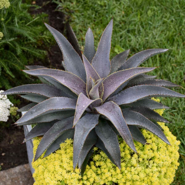 パープル ピープル イーター マンガベ スターター プラント アガベ