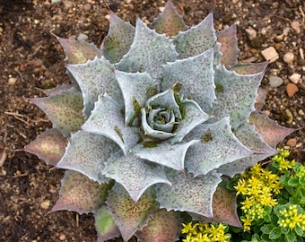 ラベンダー レディ マンガベ スタータープラント アガベ/マンフレダ