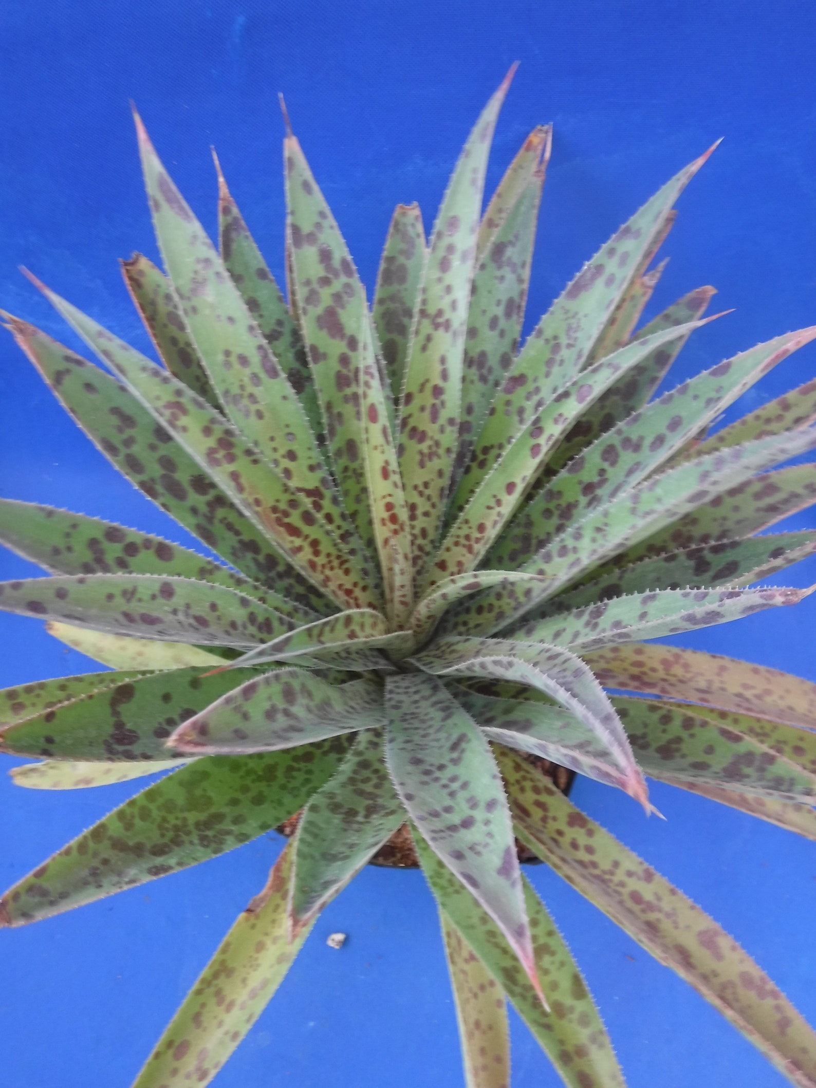 Pineapple Express Mangave LARGE Plant Agave/manfreda Hybrid Etsy