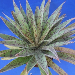 Pineapple Express Mangave LARGE Plant Agave/Manfreda Hybrid Great COLORS Succulent 8" to 10" Wide, or Wider!