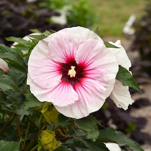 May include: A large hibiscus flower with pale pink petals that transition into a deep, dark red center. The bloom features a prominent central stamen with a light yellow tip, surrounded by dark green, serrated leaves on a plant stem.