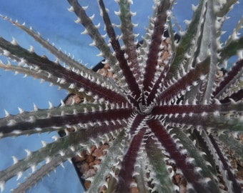 Planta inicial híbrida Dyckia "Burgandy Ice" de 3 a 4 pulgadas de ancho, tamaño de maceta de 4 pulgadas. ¡Colores increíbles!