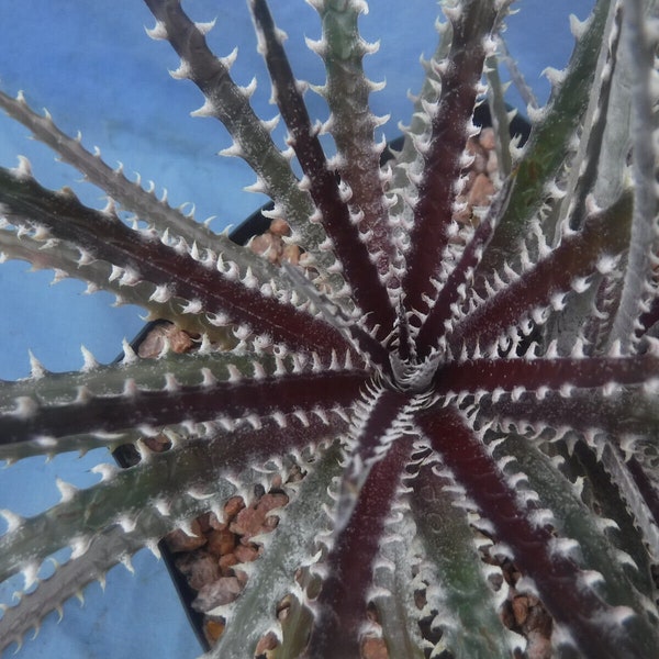 Dyckia Hybrid "Burgandy Ice" STARTER Plant 3"-4" Wide 4" Pot Size! Amazing Colors!