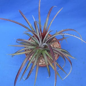 May include: A potted plant with long, slender, spiky leaves in shades of green, burgundy, and brown. The plant is centered in a brown pot filled with small pebbles, set against a bright blue background. The leaves have small white spines.