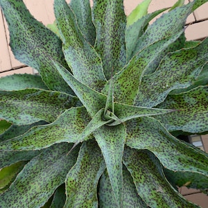 Spotty Dotty Mangave LARGE STARTER Plant Agave/Manfreda Hybrid Great COLORS Succulent 5&quot;-7&quot; Wide!