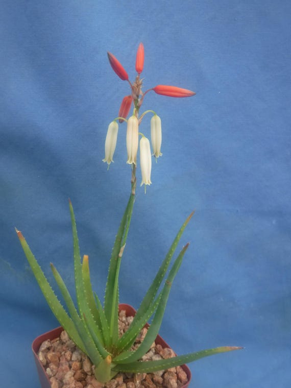 Aloe Safari Sunrise HYBRID Orange/pink/cream Blooms STARTER PLANTS  Succulent! 3"-5"+ Tall New Crop! - Etsy