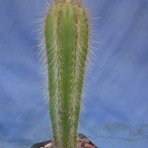 Pilosocereus machrisii Cactus Plant 3.25&quot; Pot Sz 6&quot; to 10&quot; Tall Nice Large Plant
